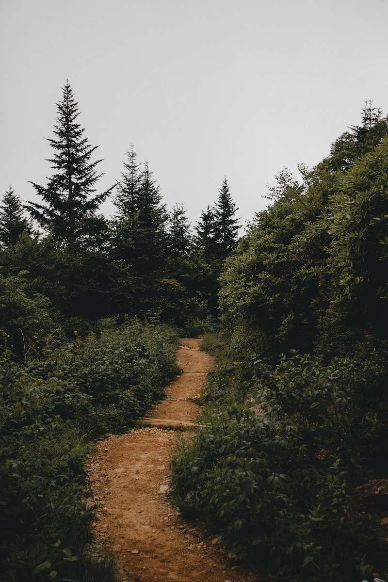 dirt road photo showing trail road toward the forest gravel